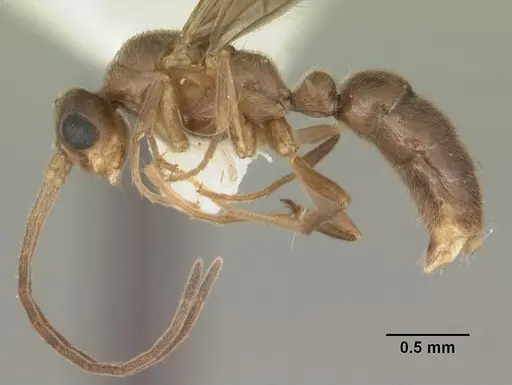 Cryptopone gilva specimen CASENT0103825 image casent0103825_3