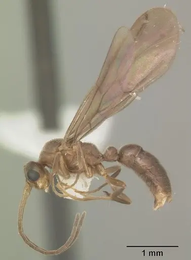 Cryptopone gilva specimen CASENT0103825 image casent0103825_4