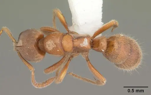 Cryptopone gilva specimen CASENT0103829 image casent0103829_1