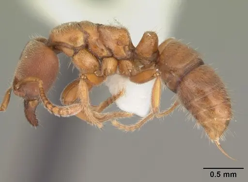 Cryptopone gilva specimen CASENT0103829 image casent0103829_3