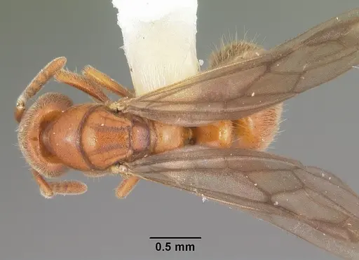 Cryptopone gilva specimen CASENT0104163 image casent0104163_1