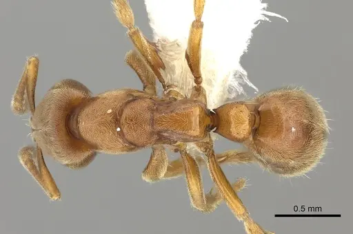 Cryptopone gilva specimen CASENT0260410 image casent0260410_1