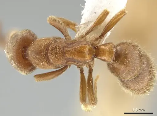 Cryptopone gilva specimen CASENT0646799 image casent0646799_1