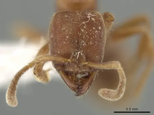 Cryptopone gilva specimen CASENT0646799 image casent0646799_2