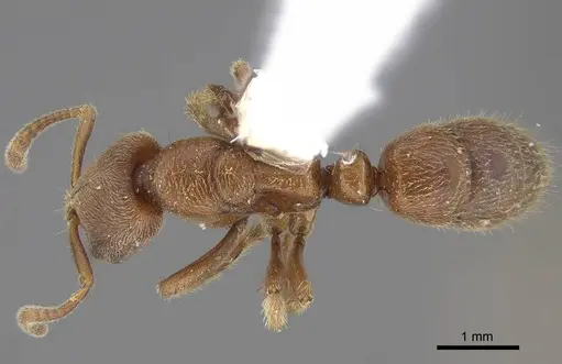 Cryptopone gilva specimen CASENT0914509 image casent0914509_1