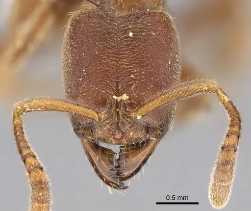 Cryptopone gilva specimen CASENT0914509 image casent0914509_2
