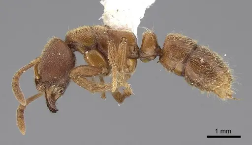 Cryptopone gilva specimen CASENT0914509 image casent0914509_3