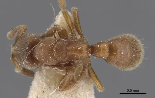 Cryptopone gilva specimen CASENT0915270 image casent0915270_1