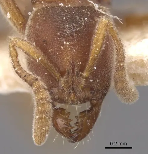 Cryptopone gilva specimen CASENT0915270 image casent0915270_2