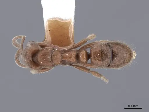 Cryptopone gilva specimen FMNHINS0000050343 image fmnhins0000050343_1