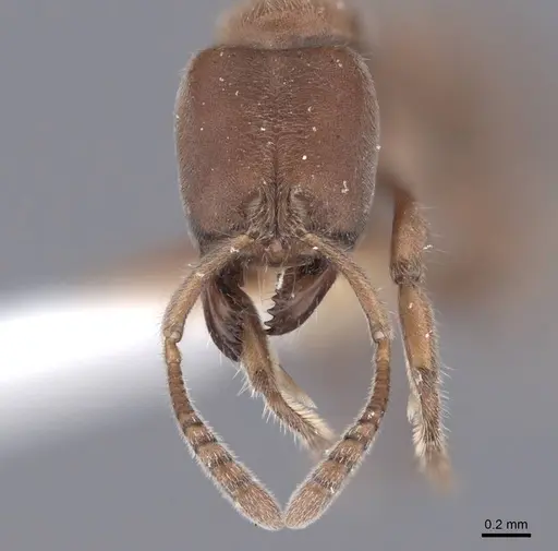 Cryptopone gilva specimen FMNHINS0000050343 image fmnhins0000050343_2