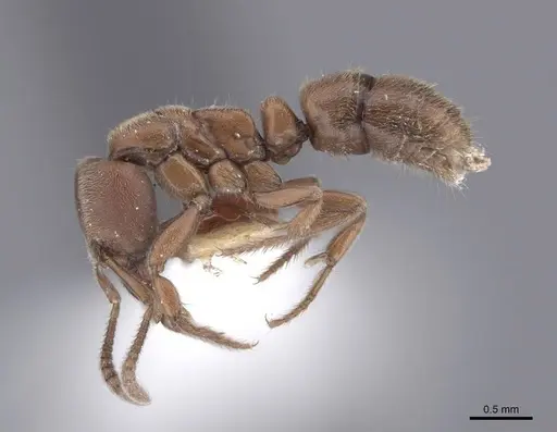 Cryptopone gilva specimen FMNHINS0000050343 image fmnhins0000050343_3