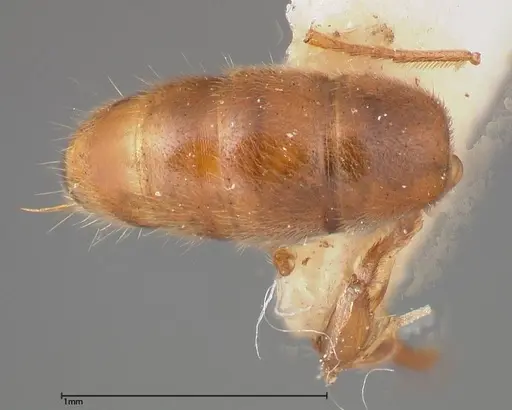 Cryptopone gilva specimen FOCOL0354-1 image focol0354-1_1