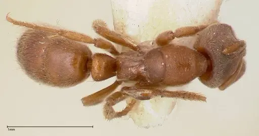 Cryptopone gilva specimen FOCOL0354-2 image focol0354-2_1