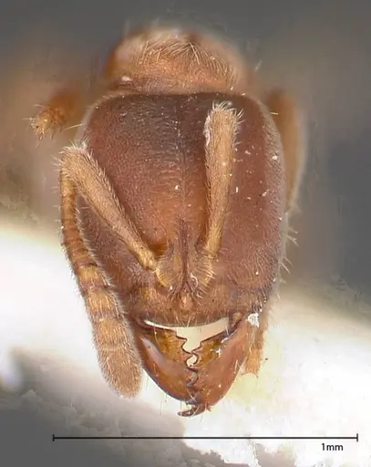 Cryptopone gilva specimen FOCOL0354-2 image focol0354-2_2