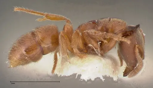 Cryptopone gilva specimen FOCOL0354-2 image focol0354-2_3