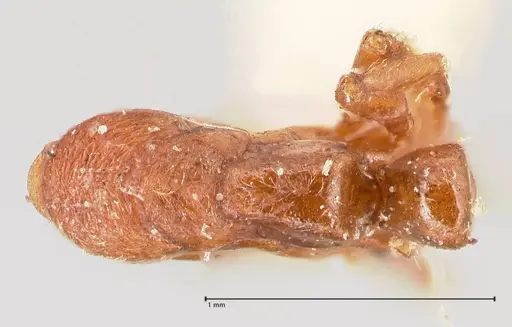 Cryptopone gilva specimen FOCOL0978 image focol0978_1