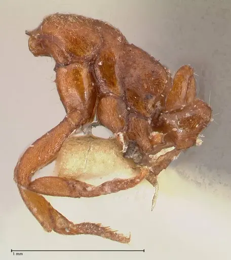 Cryptopone gilva specimen FOCOL0978 image focol0978_2