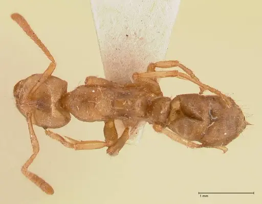 Cryptopone gilva specimen FOCOL0979 image focol0979_1