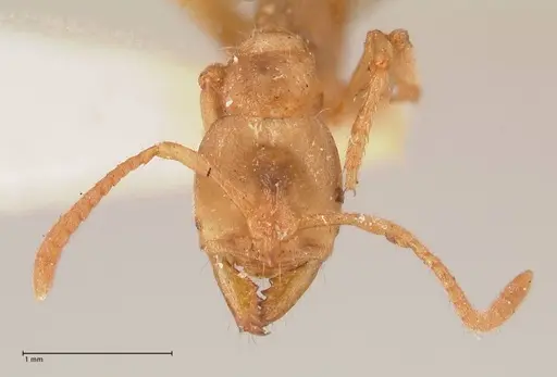 Cryptopone gilva specimen FOCOL0979 image focol0979_2