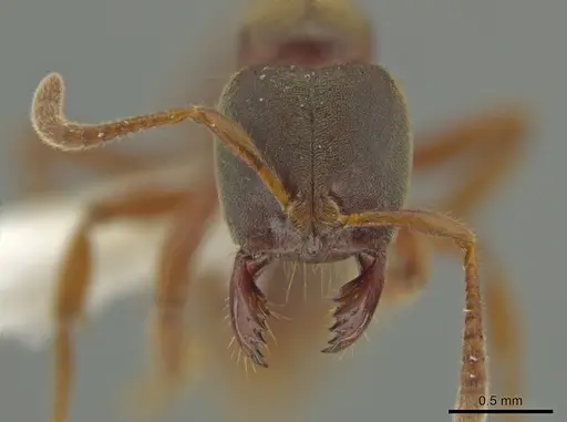 Cryptopone gilvagrande specimen CASENT0614525 image casent0614525_2
