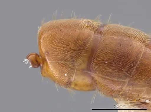 Cryptopone gilvagrande specimen CASENT0640143 image casent0640143_1