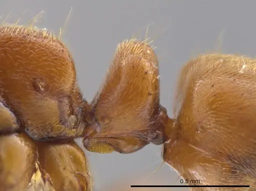 Cryptopone gilvagrande specimen CASENT0640144 image casent0640144_1