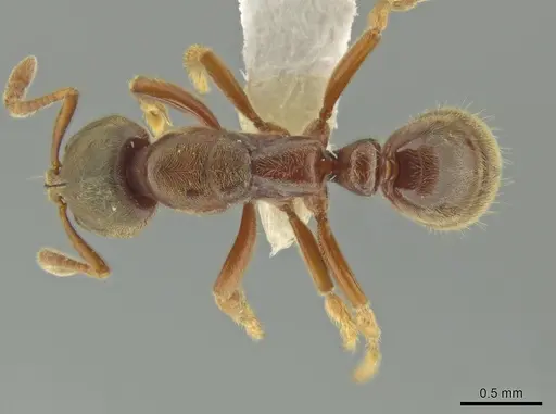 Cryptopone gilvatumida specimen CASENT0631951 image casent0631951_1