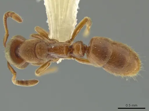 Cryptopone gilvatumida specimen CASENT0641046 image casent0641046_1