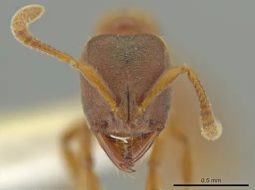 Cryptopone gilvatumida specimen CASENT0641046 image casent0641046_2