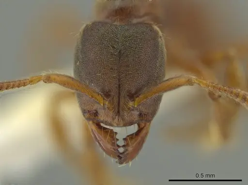 Cryptopone gilvatumida specimen CASENT0641053 image casent0641053_1