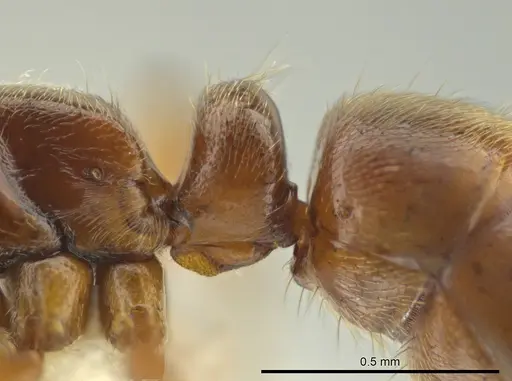 Cryptopone gilvatumida specimen CASENT0641053 image casent0641053_2