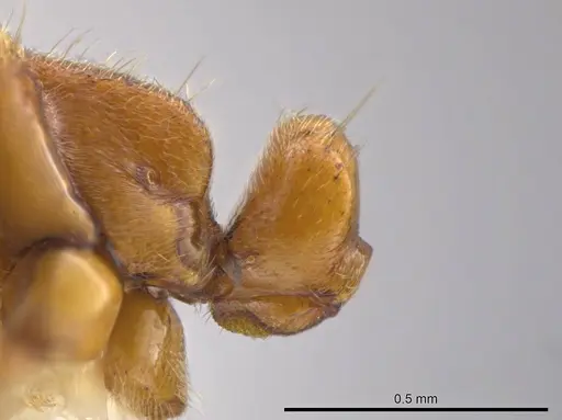 Cryptopone guatemalensis specimen CASENT0640146 image casent0640146_1