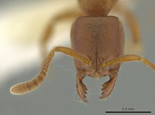 Cryptopone guatemalensis specimen CASENT0640429 image casent0640429_1