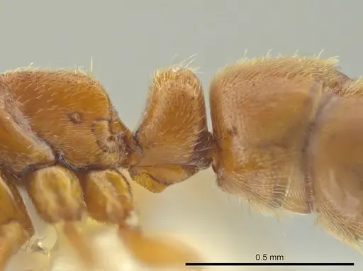 Cryptopone guatemalensis specimen CASENT0641031 image casent0641031_2