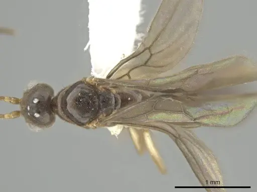 Cryptopone guatemalensis specimen CASENT0646808 image casent0646808_1