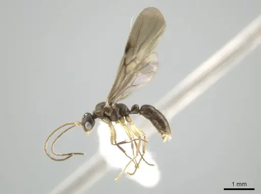 Cryptopone guatemalensis specimen CASENT0646808 image casent0646808_3