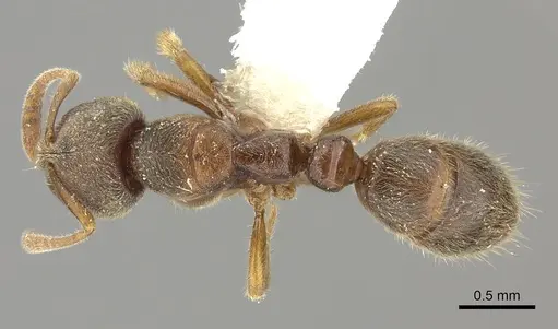 Cryptopone motschulskyi specimen CASENT0260412 image casent0260412_1