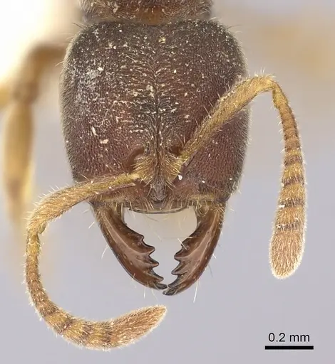 Cryptopone motschulskyi specimen CASENT0260412 image casent0260412_2