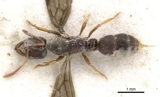 Cryptopone motschulskyi specimen CASENT0902461 image casent0902461_1