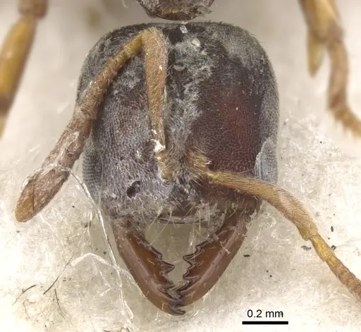 Cryptopone motschulskyi specimen CASENT0902461 image casent0902461_2