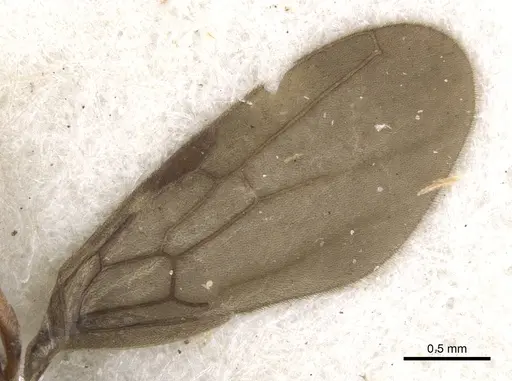 Cryptopone motschulskyi specimen CASENT0902461 image casent0902461_4