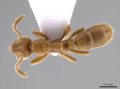 Cryptopone ochracea specimen CASENT0637778 image casent0637778_1