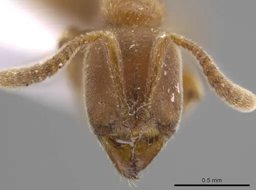 Cryptopone ochracea specimen CASENT0637778 image casent0637778_2