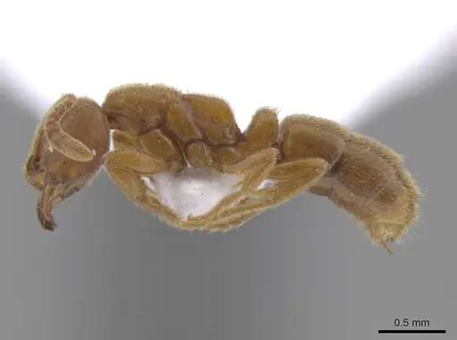 Cryptopone ochracea specimen CASENT0637778 image casent0637778_3
