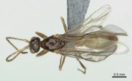 Cryptopone ochracea specimen CASENT0872495 image casent0872495_1