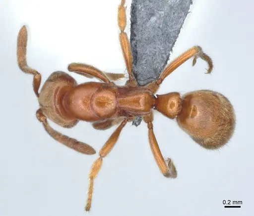 Cryptopone ochracea specimen CASENT0872496 image casent0872496_1