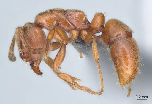 Cryptopone ochracea specimen CASENT0872496 image casent0872496_3