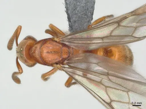 Cryptopone ochracea specimen CASENT0872497 image casent0872497_1