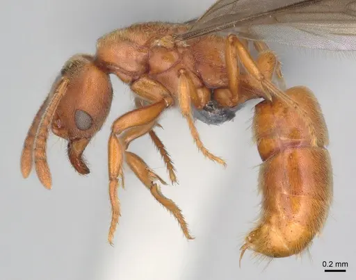 Cryptopone ochracea specimen CASENT0872497 image casent0872497_3